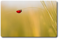 image_coccinelle-ble