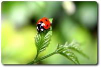 image_coccinelle